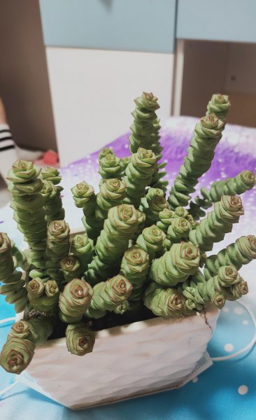 有招财寓意的多肉植物有哪些