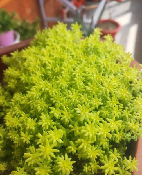 有招财寓意的多肉植物有哪些