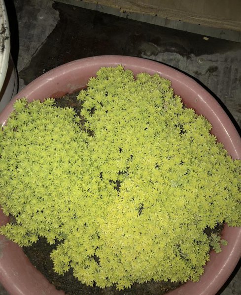有招财寓意的多肉植物有哪些
