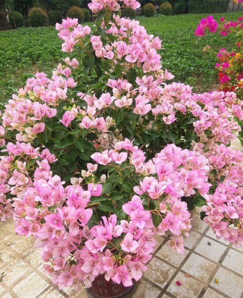 三角梅开花少是什么原因