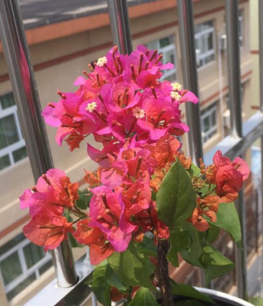 三角梅开花少是什么原因