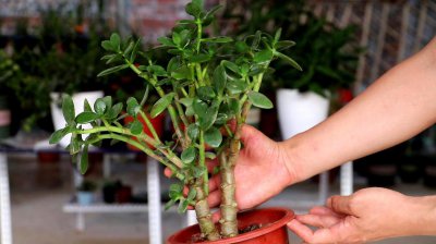 客厅养什么花寓意好 有关客厅花卉植物推荐
