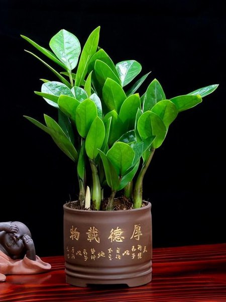 客厅养什么花寓意好