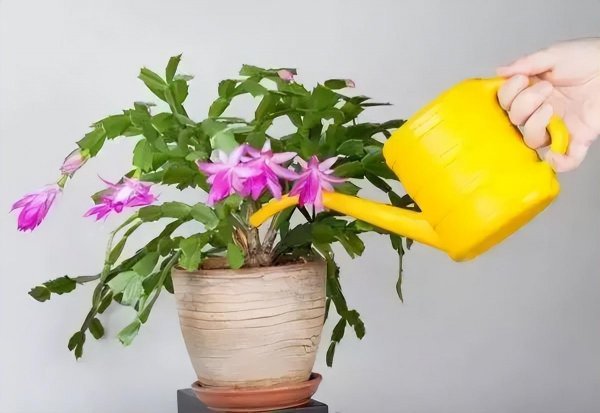 早晨浇花还是晚上浇花好些