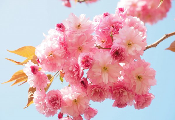 三月开的花有哪些