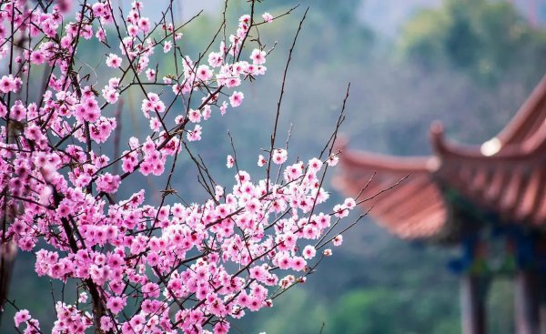 三月开的花有哪些