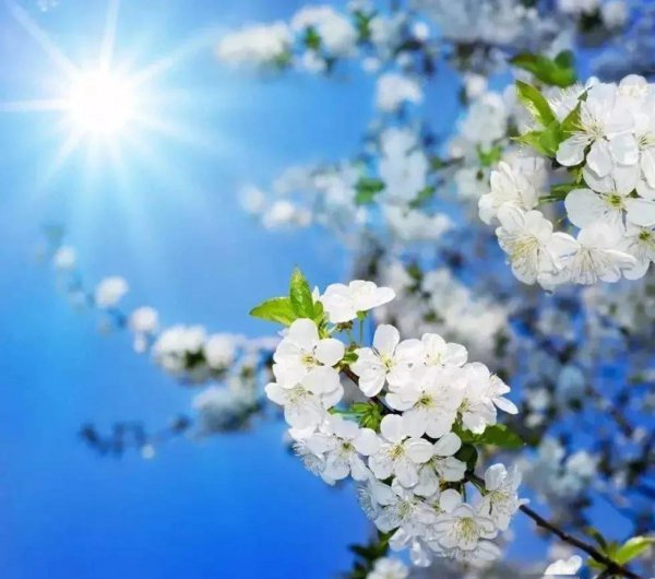 三月开的花有哪些