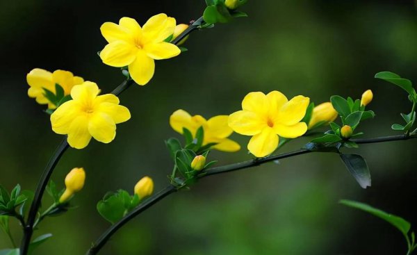 三月开的花有哪些