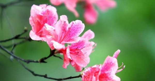 三月开的花有哪些