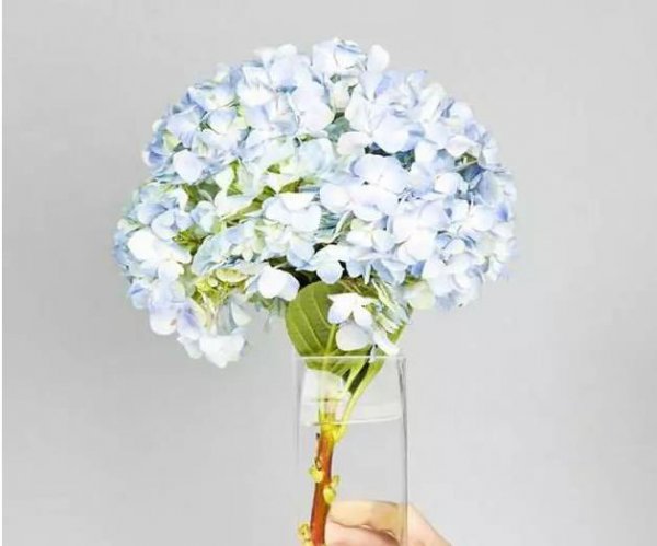 绣球花花期怎么养护