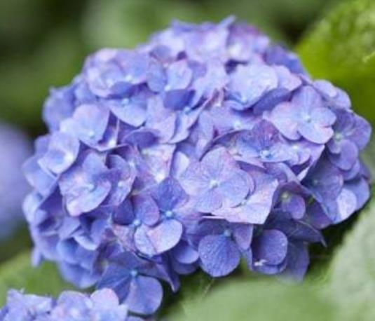 绣球花花期怎么养护
