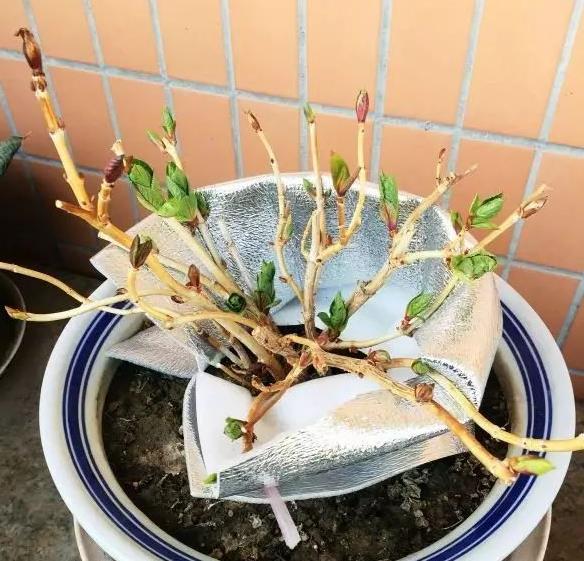 绣球花花期怎么养护