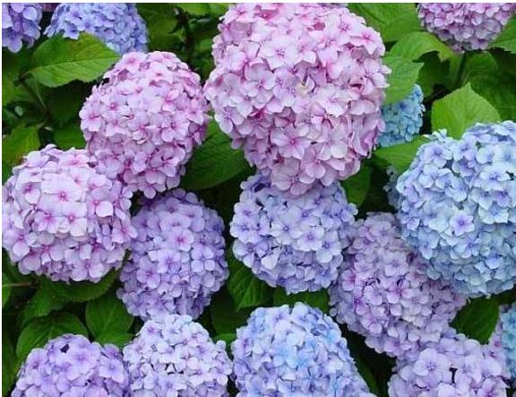 绣球花花期怎么养护