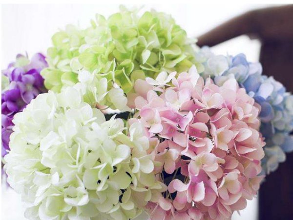 绣球花花期怎么养护