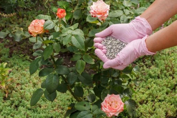 春天月季怎么养才能开花旺盛