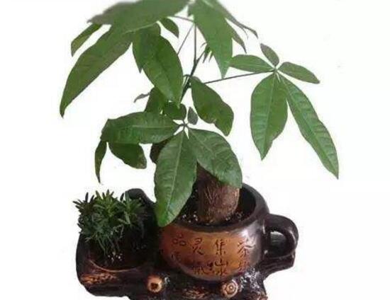 冬天怎么给发财树抗寒