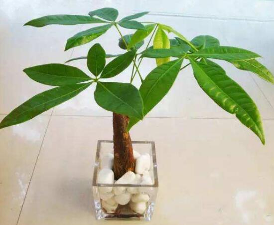 冬天怎么给发财树抗寒