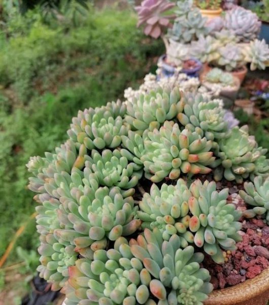 多肉的状态跟土有关吗