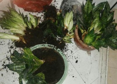 虎皮兰怎么移植 有关虎皮兰的移植方法及注意事项