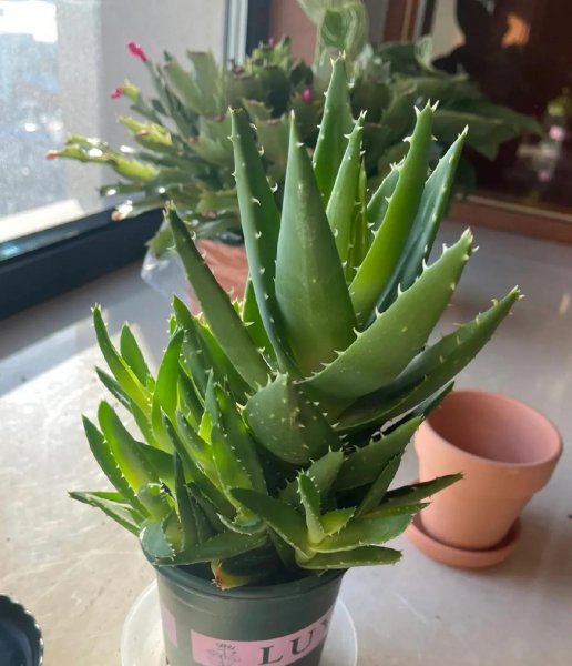 适合懒人养殖的花