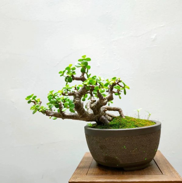 适合懒人养殖的花