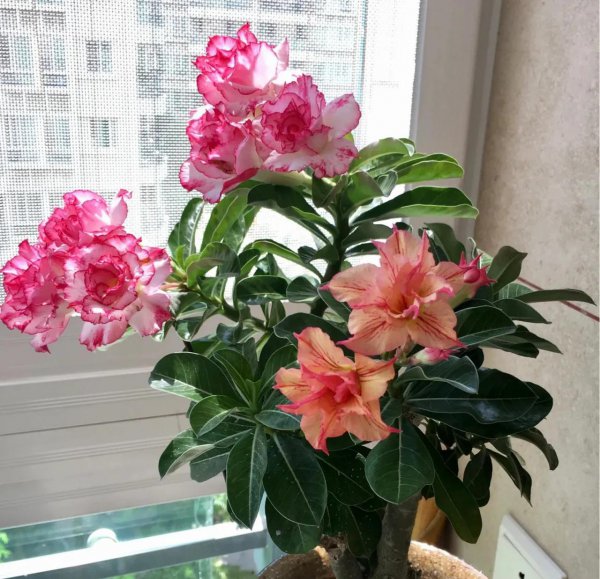 适合懒人养殖的花