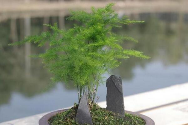 文竹夏天怎么养