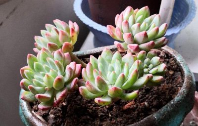 蓝苹果怎么养护 多肉蓝苹果植物养护经验分享