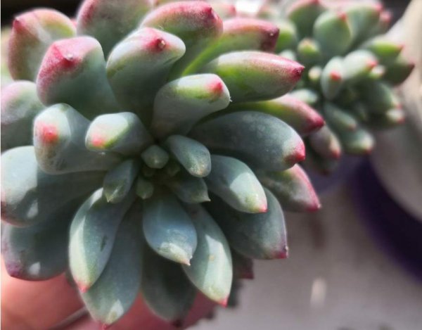 蓝苹果怎么养护