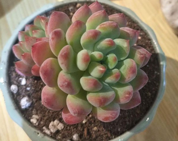 蓝苹果怎么养护