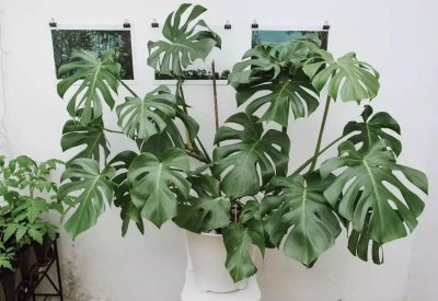 白锦龟背竹贵吗 有关白锦龟背竹价格介绍