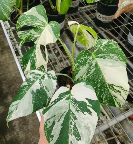 白锦龟背竹贵吗
