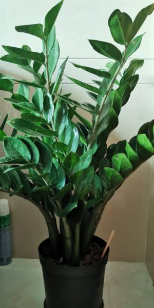 立春之后养什么花