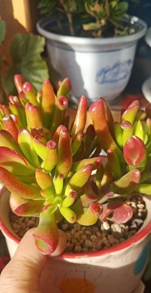 立春之后养什么花