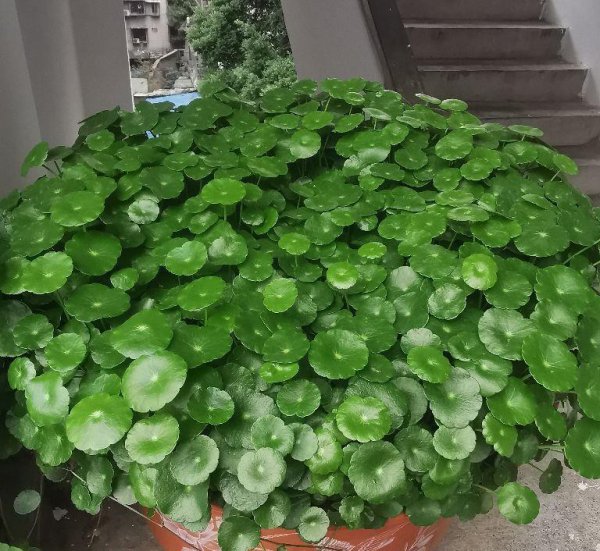 立春之后养什么花