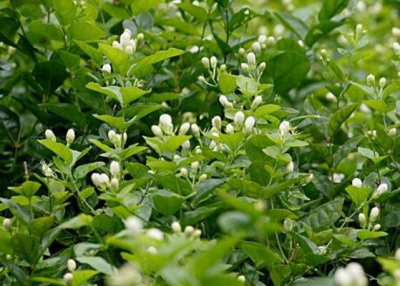 茉莉花花期有多长时间 有关茉莉花花期时间