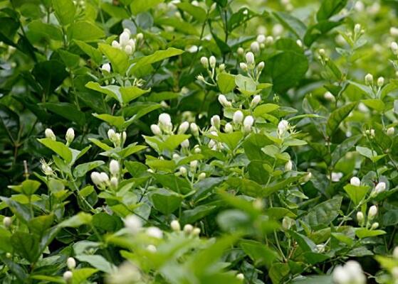 茉莉花花期有多长时间