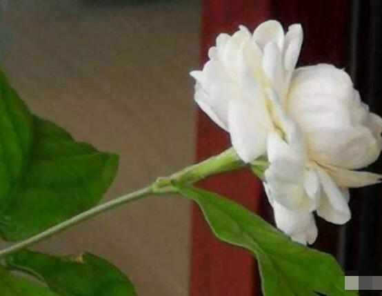茉莉花花期有多长时间