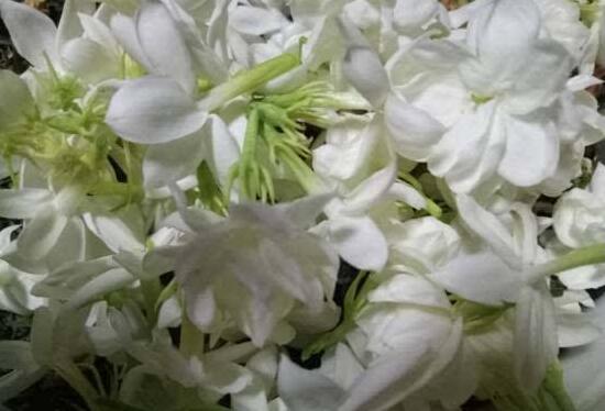 茉莉花花期有多长时间