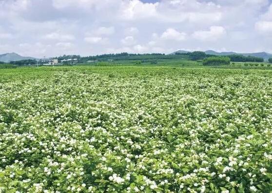 茉莉花花期有多长时间