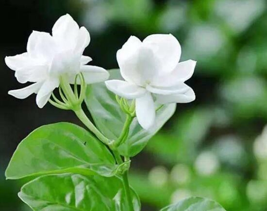 茉莉花花期有多长时间