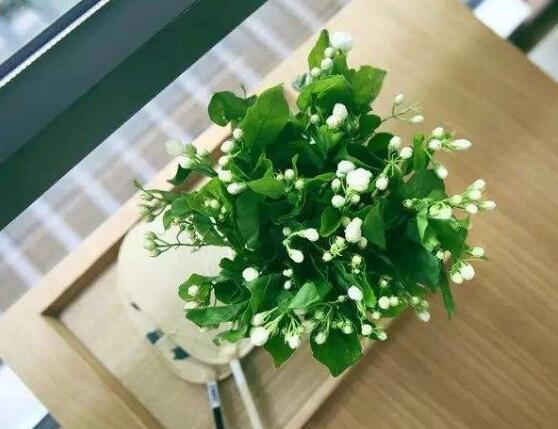 茉莉花花期有多长时间
