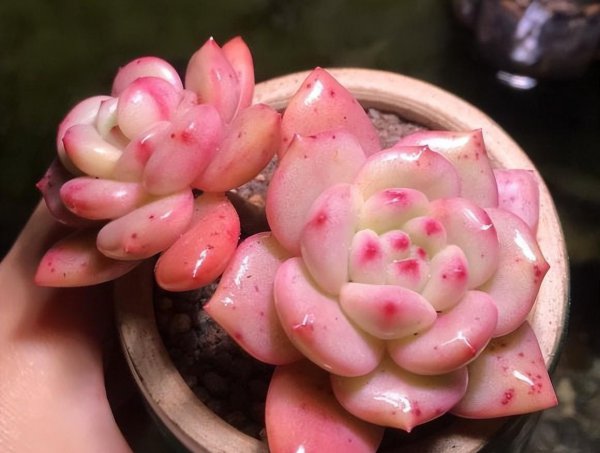 多肉半死不活没状态怎么办