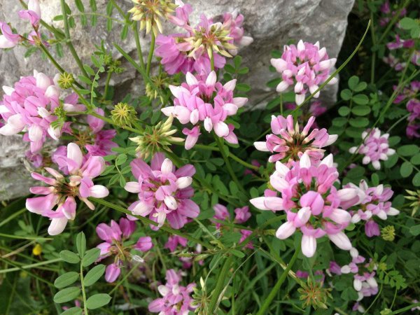 小冠花怎么养才能开花多更旺盛