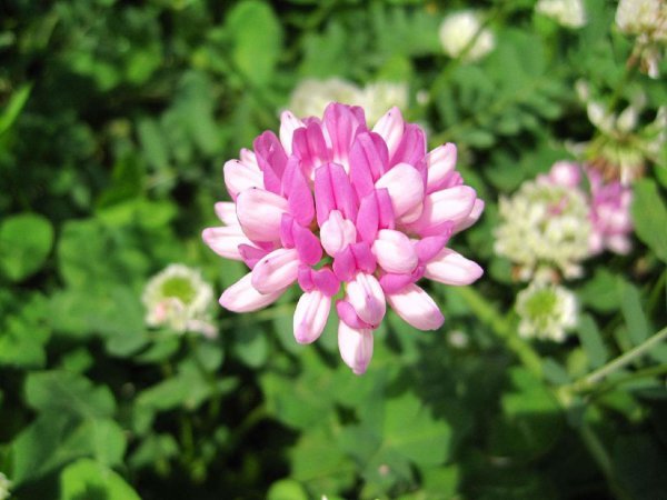 小冠花怎么养才能开花多更旺盛