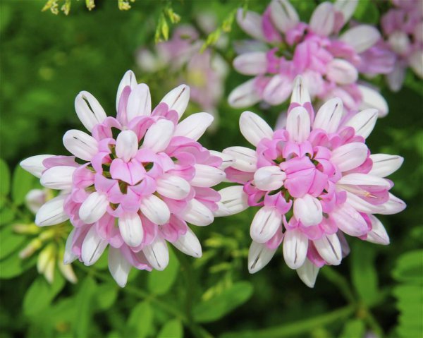 小冠花怎么养才能开花多更旺盛