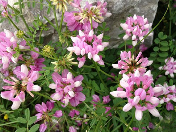 小冠花怎么养才能开花多更旺盛