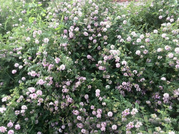 小冠花怎么养才能开花多更旺盛