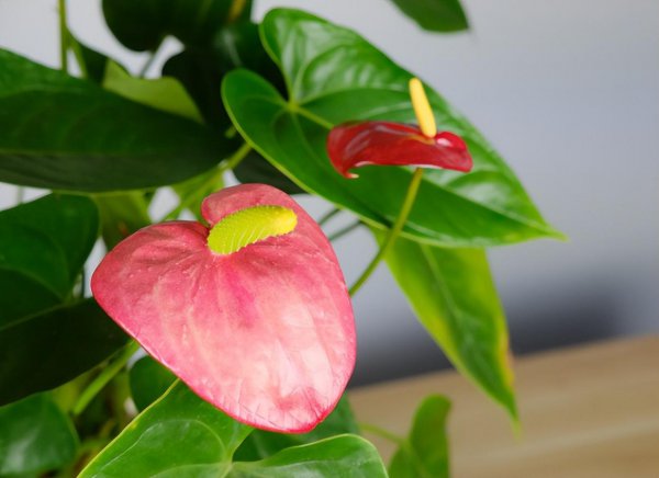 室内阳台有哪些花花期比较长