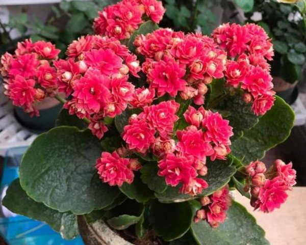 不耐寒的花有哪些